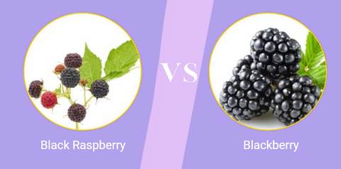 Blackberry Seed Oil vs. Black Raspsberry