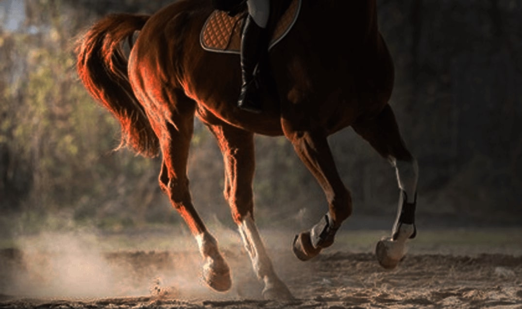 horse riding boots