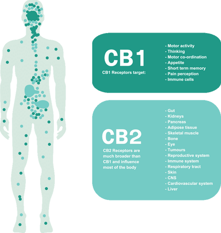 CB Receptors