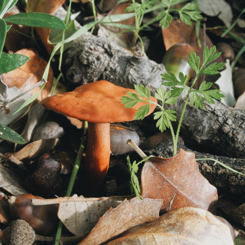 Wild mushroom foraging