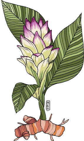 turmeric root illustration 