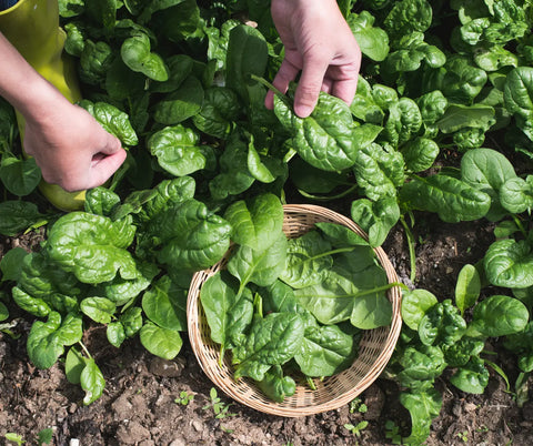 Spinach supports the body's stress response and helps maintain a calm and focused state of mind.