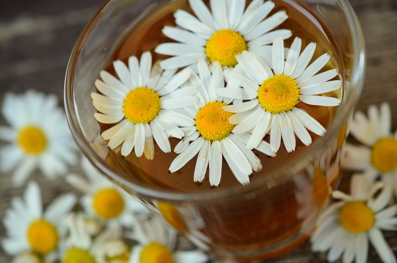 Glass of tea with chamomile flowers floating at the top