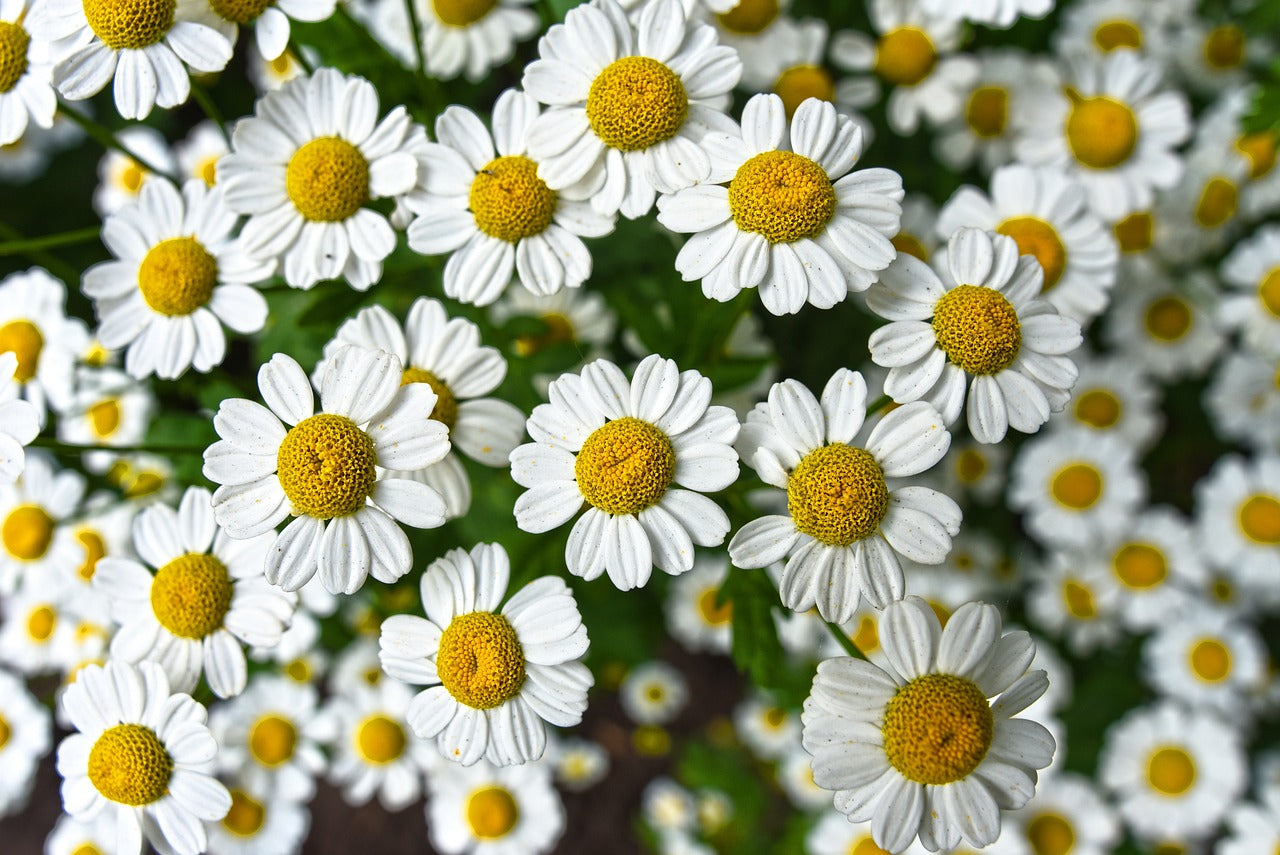 Cluster of chamomile flowers