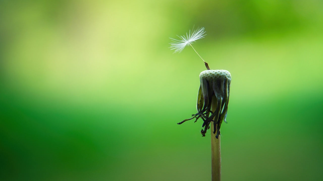 Dandelion blowing in the wind