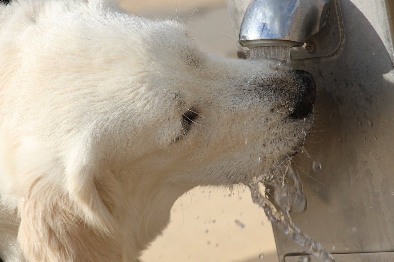 Dog drinking water from faucet