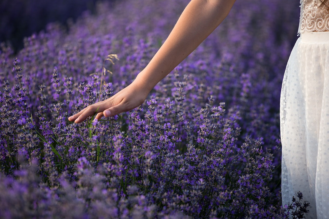 Person walking through lavender field