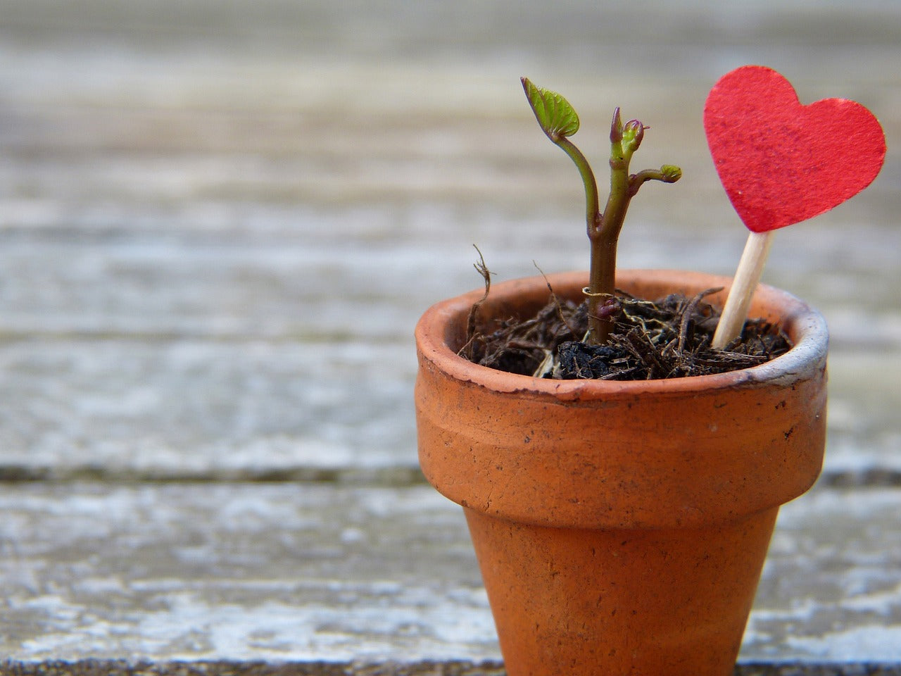 Sprout in pot with heart stick in soil next to it