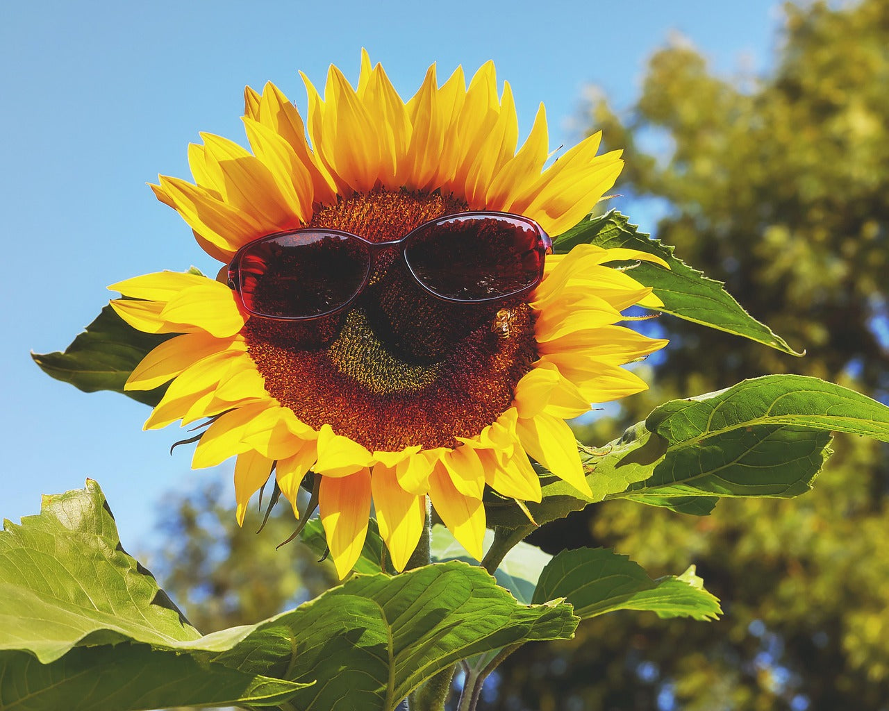 Sunflower wearing sunglasses