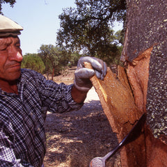 man harvesting cork with an axe