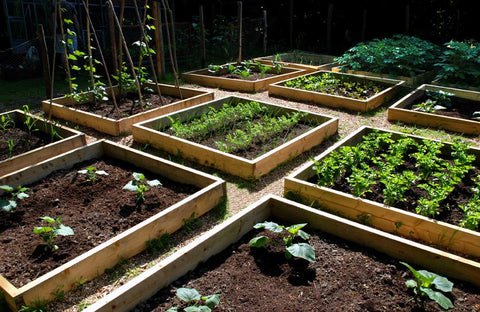 organized garden tips easy tips gardening