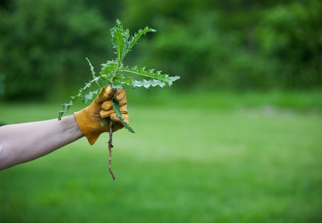 benefits of planting augers in gardening