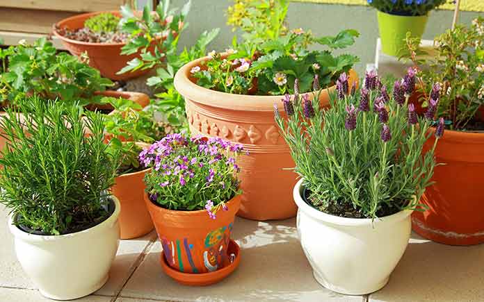 container gardening different kinds of pots