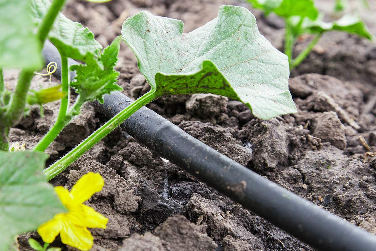 drip irrigation watering system garden