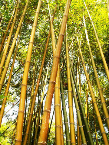 le Bambou 