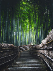 Enorme canna di piantagione di bambù in una siepe lungo un sentiero