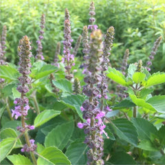 Albahaca sagrada zen y planta espiritual