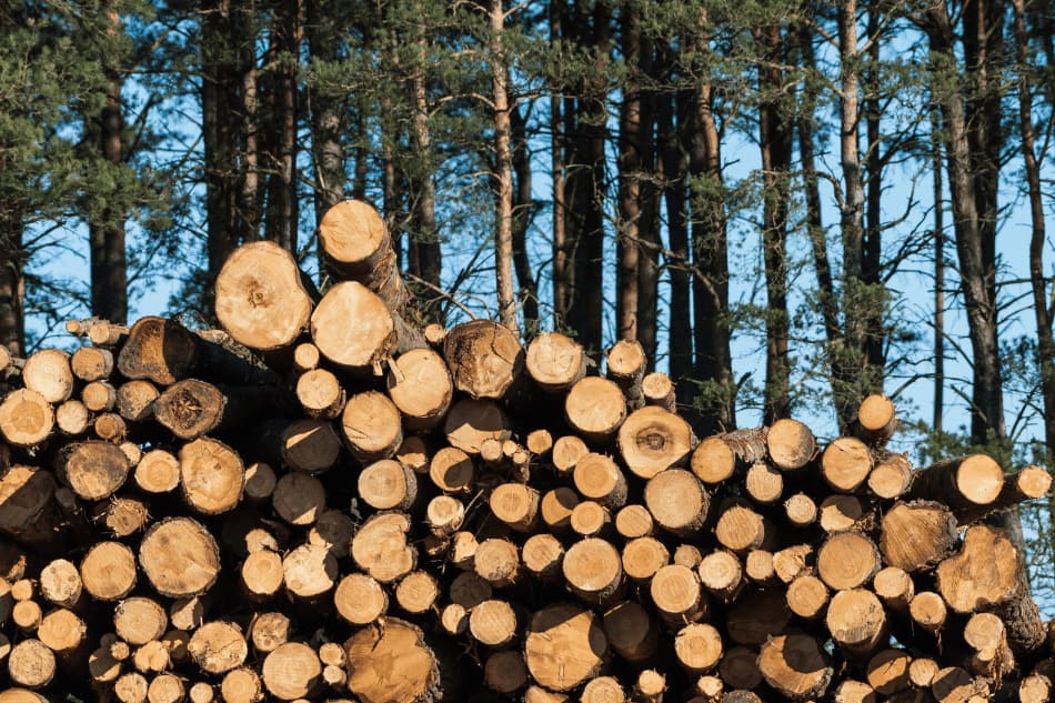 Troncos de árvores cortados empilhados em frente a uma floresta.