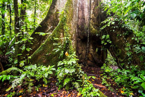 Floresta Amazônia