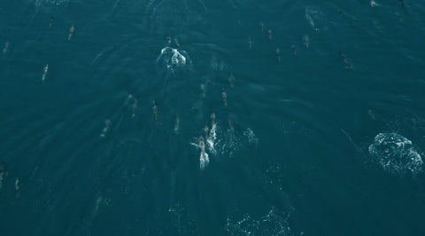 golfinhos no mar