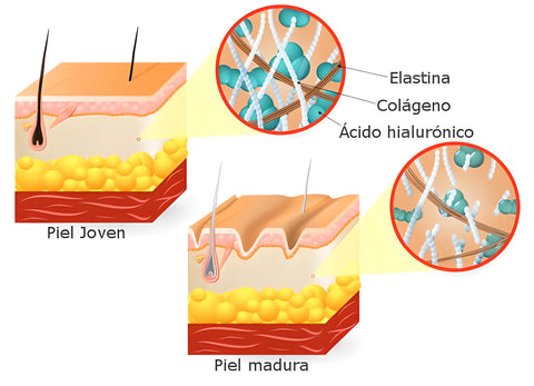 Estructura de la piel humana