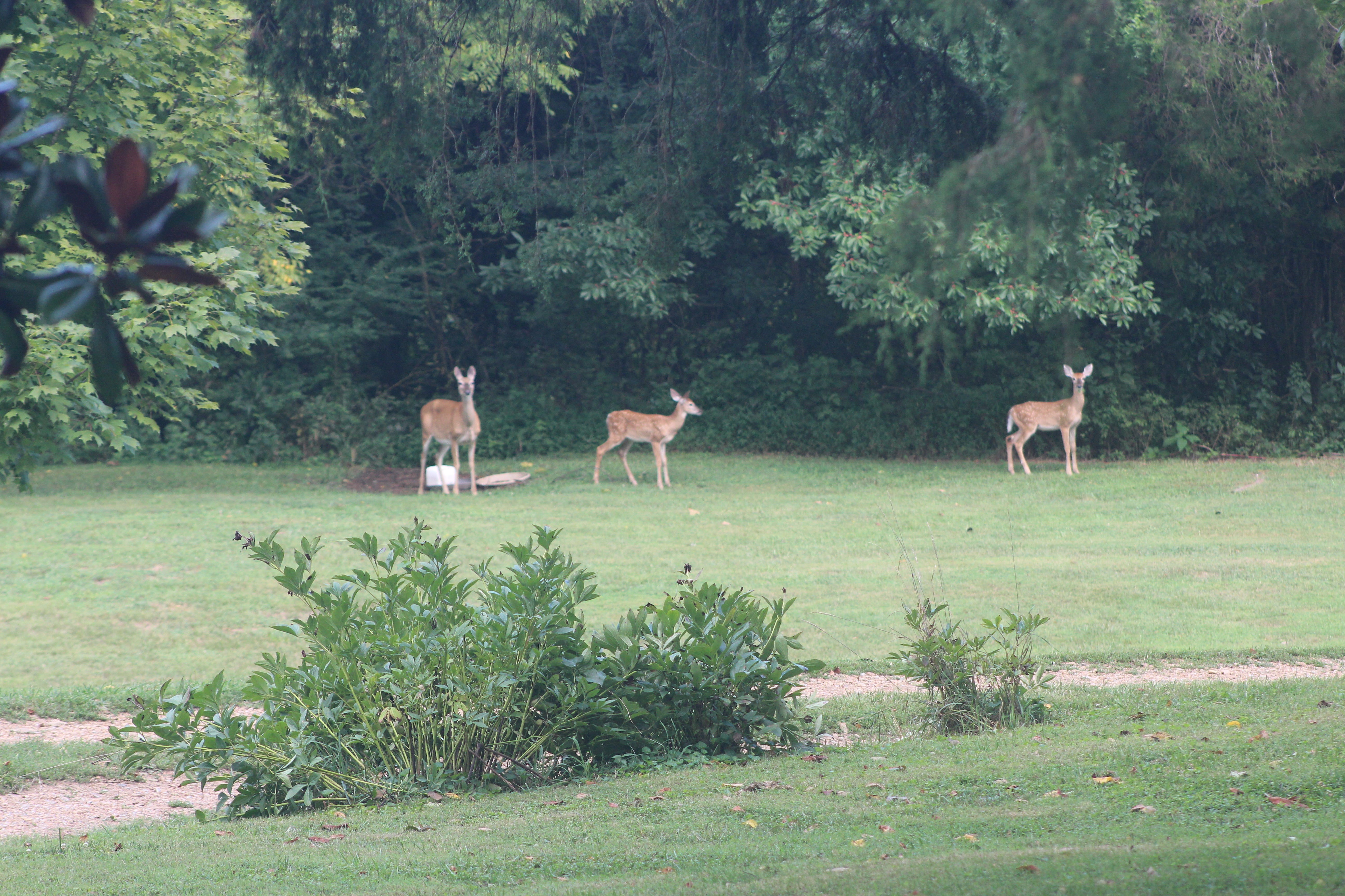 Deer at lavish hill