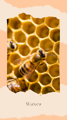 Beeswax comb with a bee on it