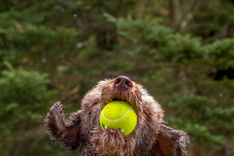 Dog catching a yellow tennis ball