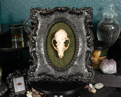 Seidora-Ringtail-Cat-Skull-Frame-2