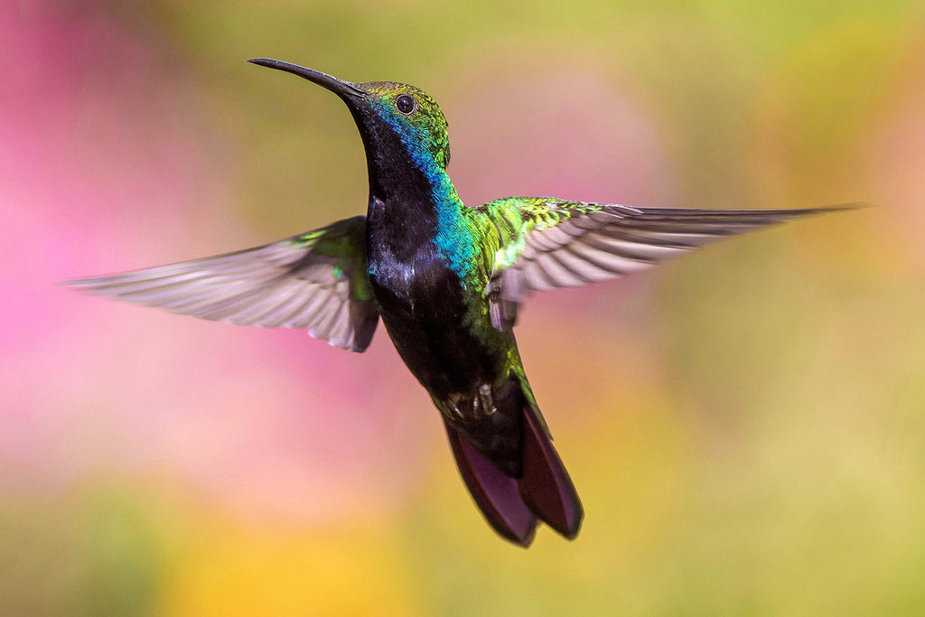 Hummingbirds can flap their wings between 15-75 beats per second
