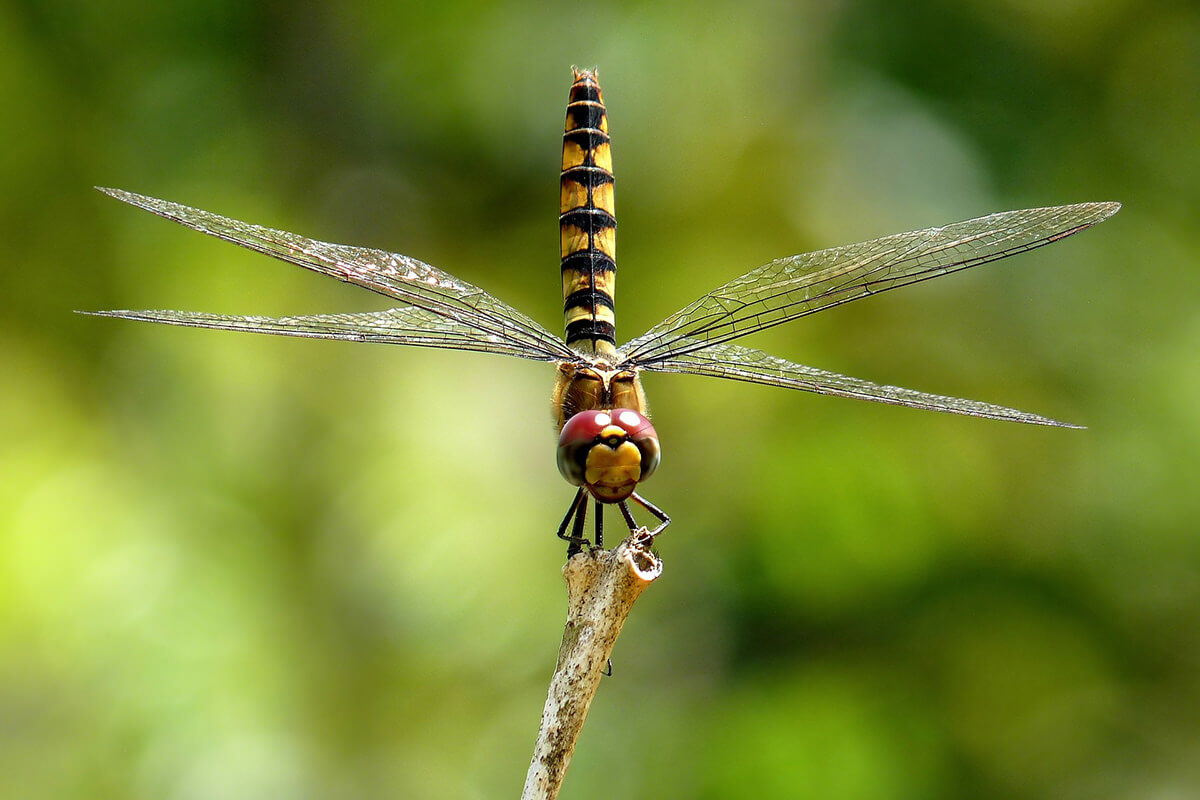 moving subjects in macro photography