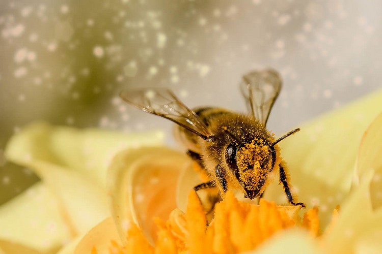 Insect macro photography