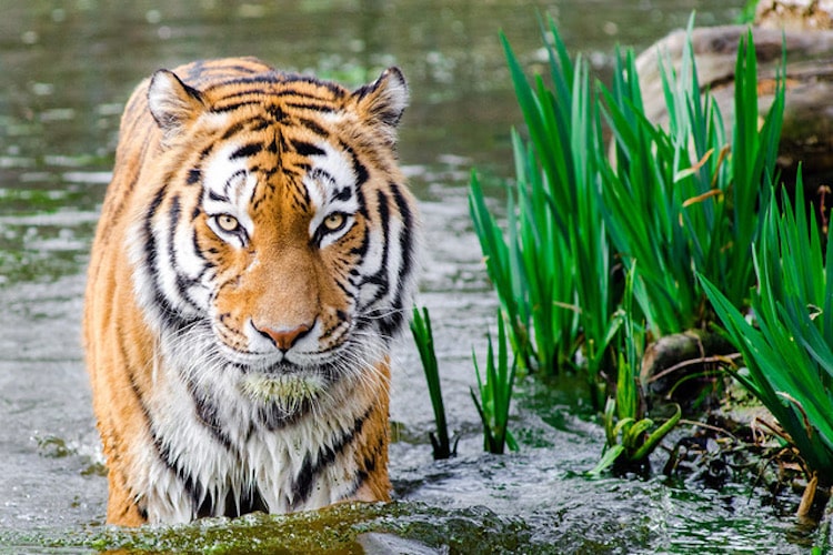 Wildlife Photography