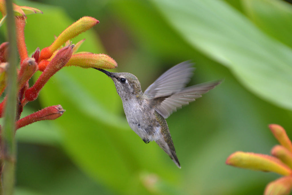 Hummingbird friendly flowers