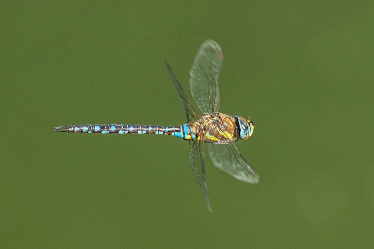 Flying Insect photography