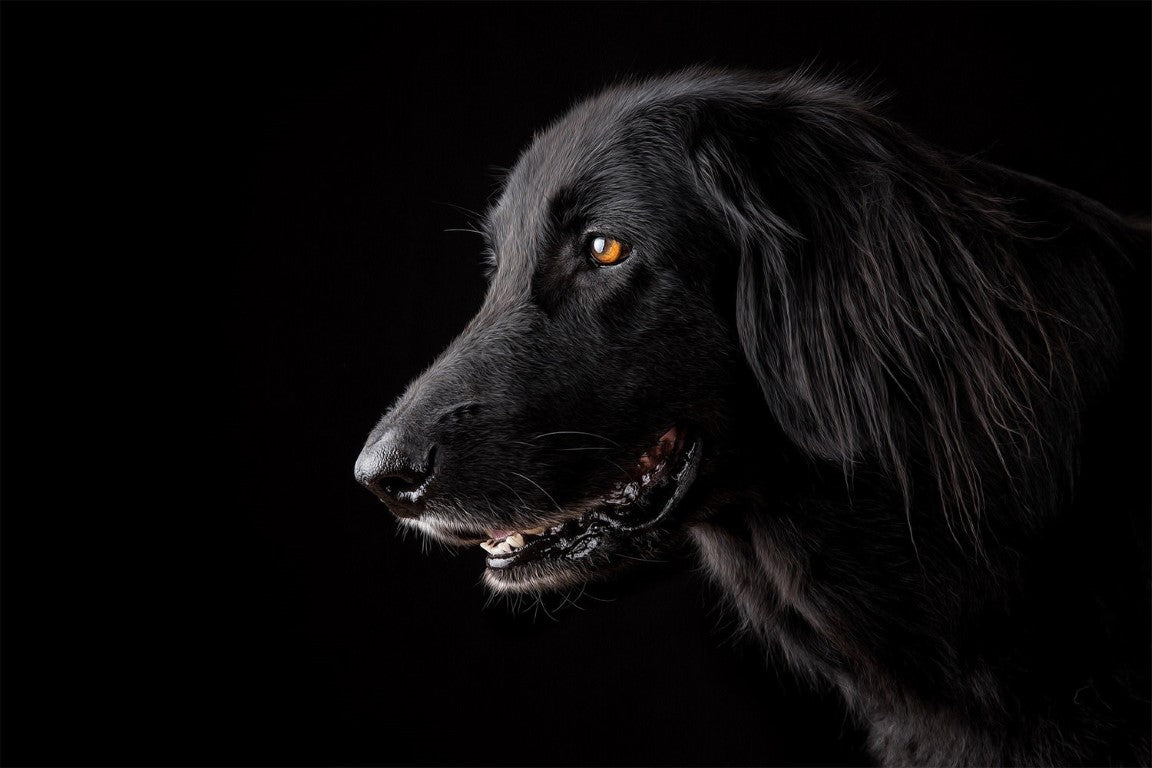 Dog Photography - Try Some Indoor Shots