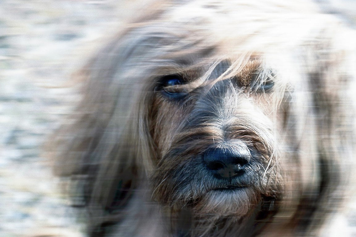 Dog Photography - Use slow shutter speed