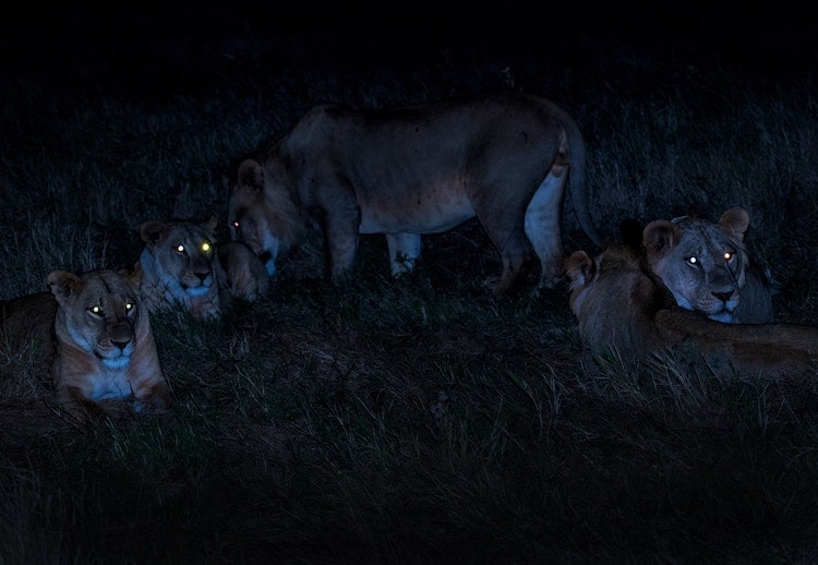 6 Tips to Shoot Wildlife Photos at Night with Camera Trigger