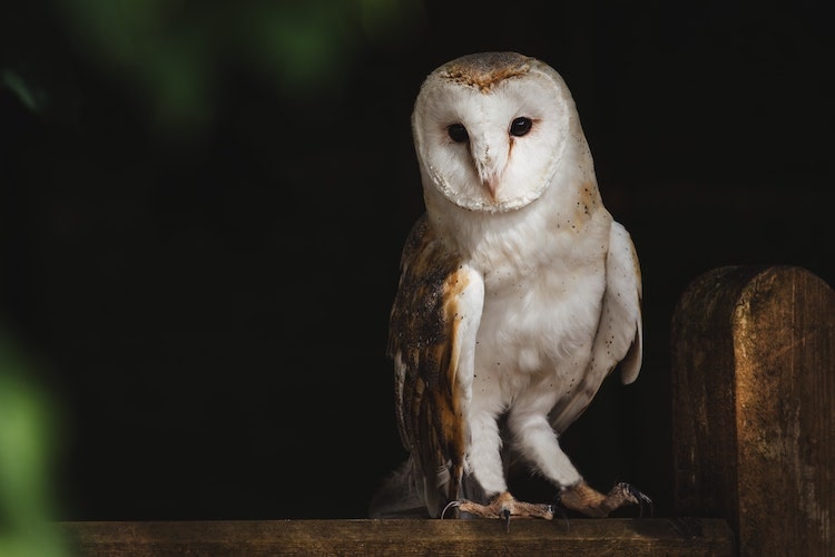 6 Tips to Shoot Wildlife Photos at Night with Camera Remote