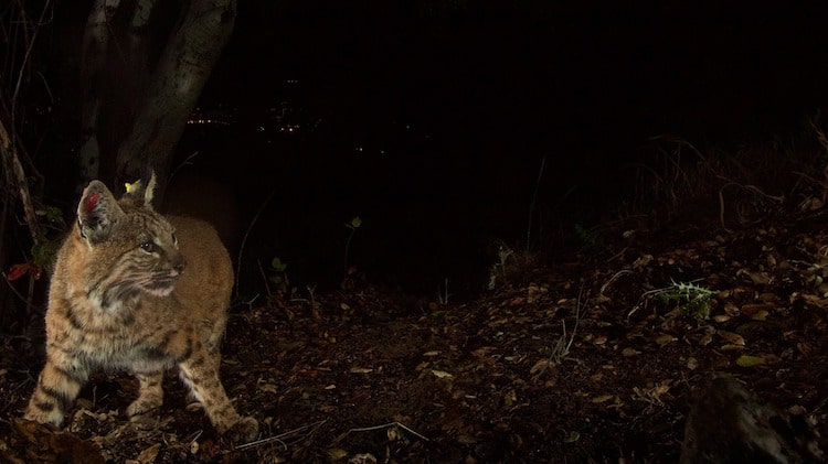 6 Tips to Shoot Wildlife Photos at Night