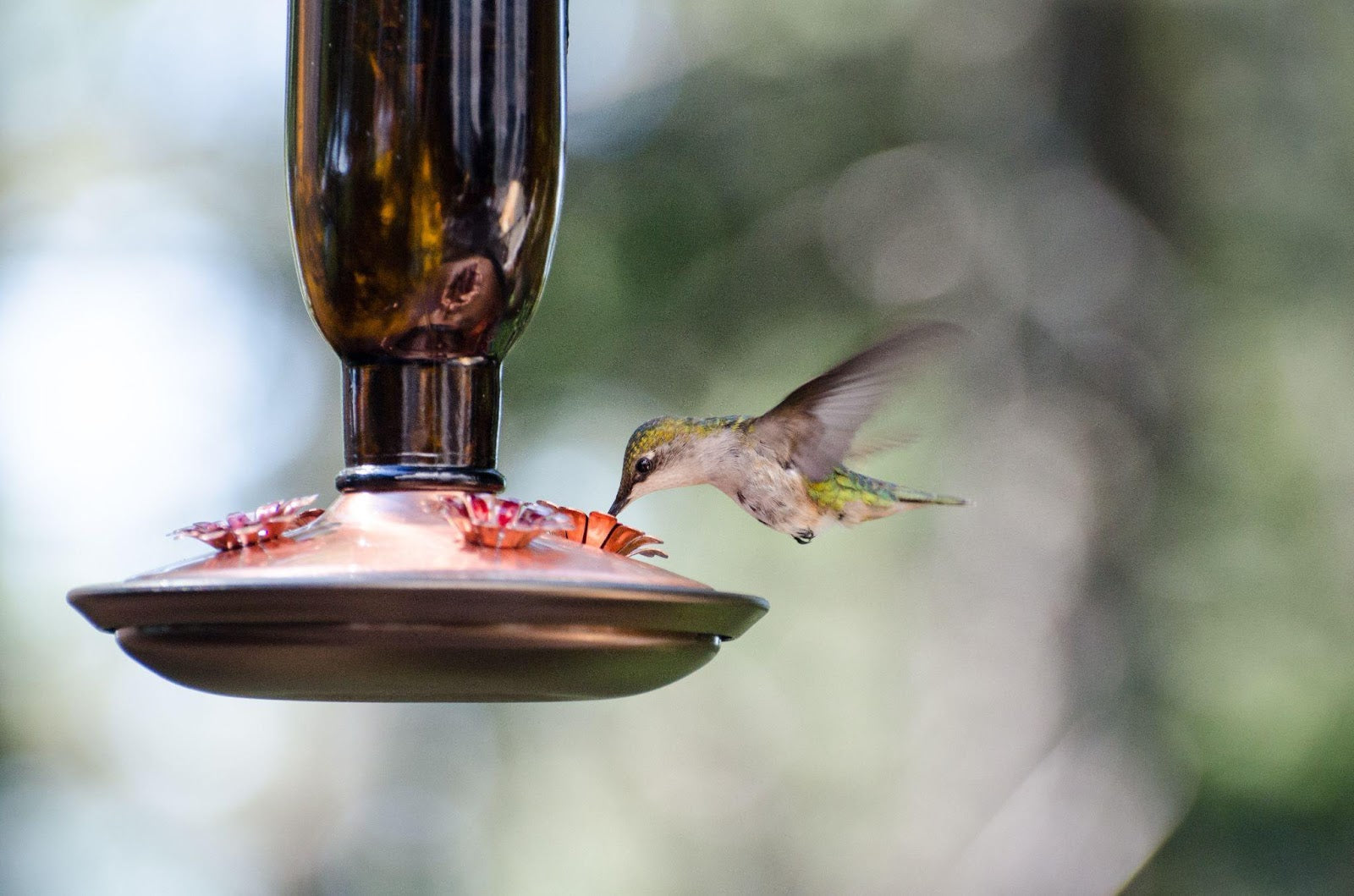 Hummingbird Feeder