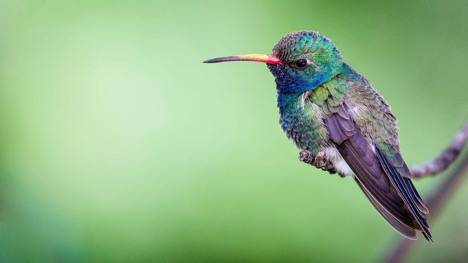 Hummingbird Photography Tips