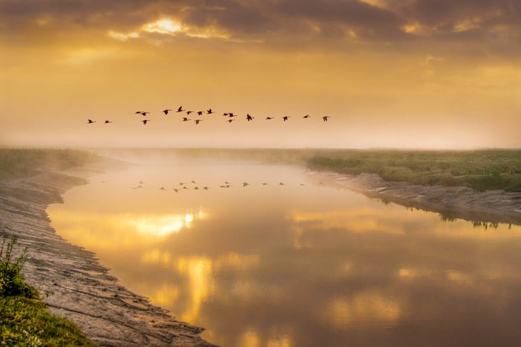 a group of birds flying at sunset