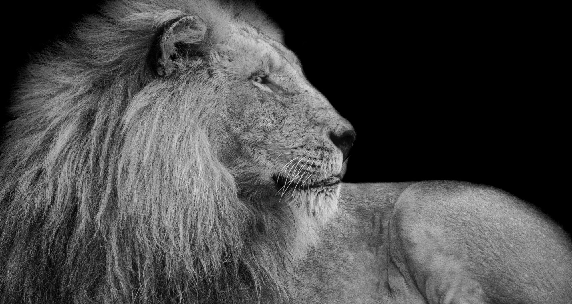 wildlife photography in black and white