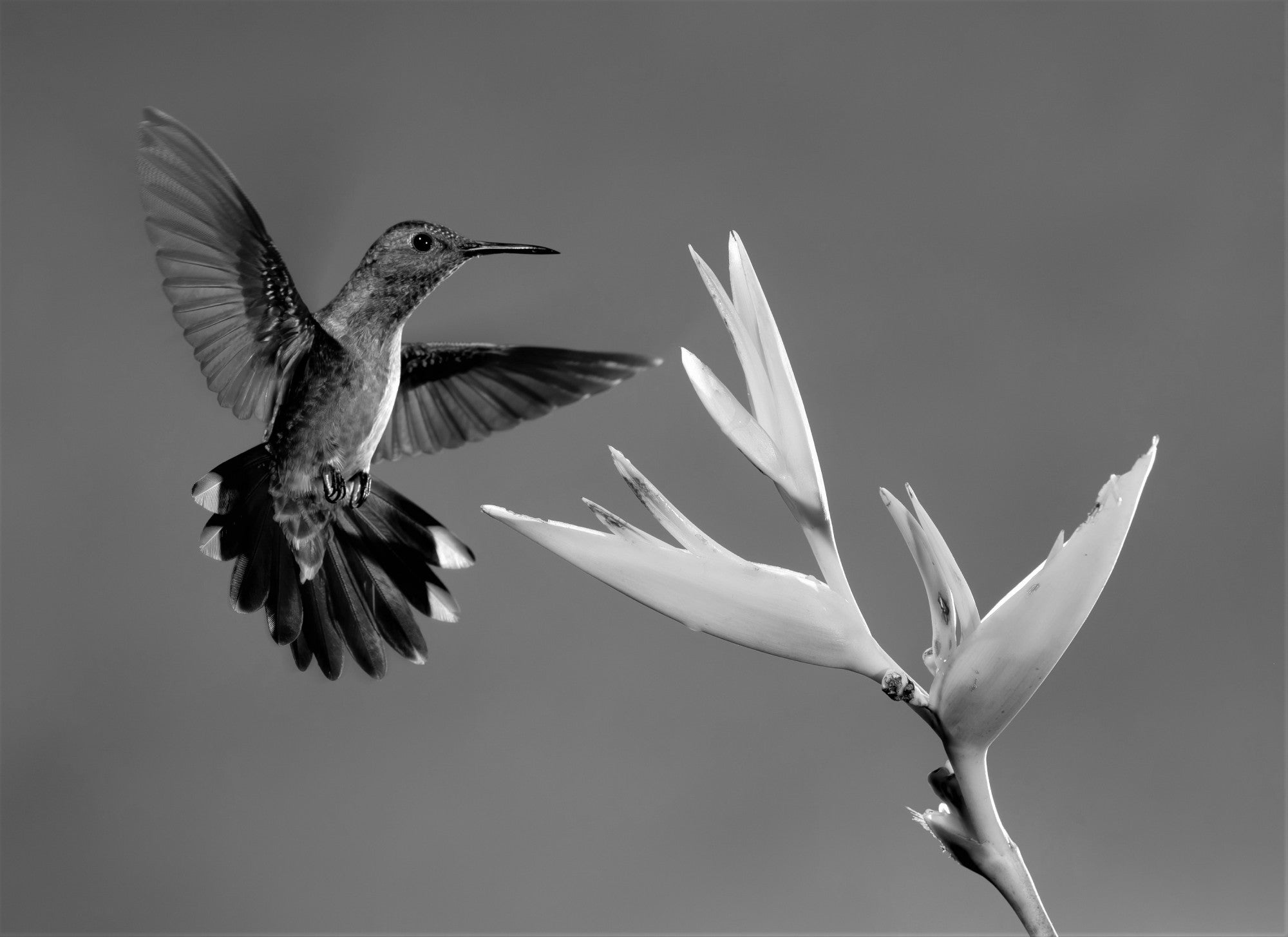 Black and white animal photography