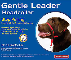 what is the best head collar for a dog