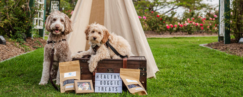 Two dogs in a park eating healthy holistic treats