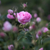 Rose flower used to make fragrance oil