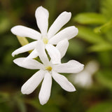 Jasmine Flower used to make fragrance oil for perfume