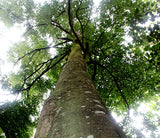 Agarwood tree used to make Tom Ford Oud Wood